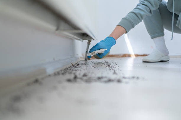 Best Termite Control Services  in Gasport, NY